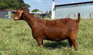 1X KALAHARI RED PREGNANT STUD DOE TOLLIE JORDAAN & SEUNS