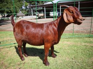 1X KALAHARI RED STUD DOE TOLLIE JORDAAN & SEUNS