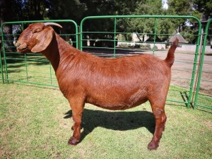 1X KALAHARI RED STUD DOE TOLLIE JORDAAN & SEUNS