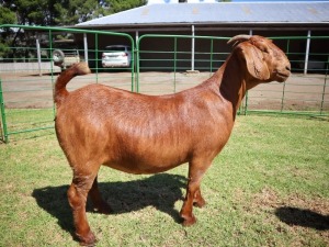 3X KALAHARI RED STUD/FLOCK DOE TOLLIE JORDAAN & SEUNS (PAY PER PIECE TO TAKE THE LOT)