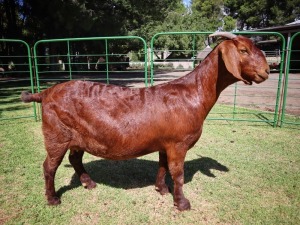 2X KALAHARI RED PREGNANT FLOCK DOE TOLLIE JORDAAN & SEUNS (PAY PER PIECE TO TAKE THE LOT)