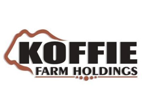 1 x BONSMARA HEIFER KOFFIE FARM HOLDINGS