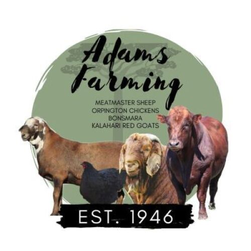 1 x BONSMARA HEIFER ADAMS FARMING