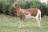 LOT 5 1X MEATMASTER OOI/EWE RED RIBBON MEATMASTERS - 2