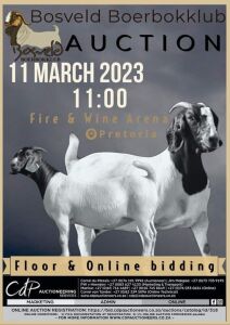 1X BOER GOAT DOE (not under auspices) Skenking ten bate van liefdadigheid van Casper Aucamp