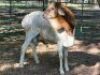 1X PERSIE RAM - LAMB (VAT) LEPHALALE/ELLISRAS (AVAILABLE FOR COLLECTION OR TRANSPORT AVAILBALE FROM PRETORIA) - 2