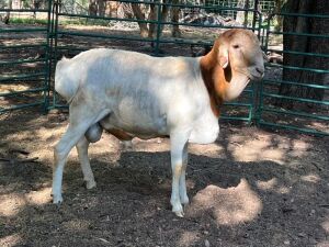 1X PERSIE RAM - LAMB (VAT) LEPHALALE/ELLISRAS (AVAILABLE FOR COLLECTION OR TRANSPORT AVAILBALE FROM PRETORIA)