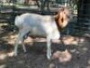 1X PERSIE RAM - LAMB (VAT) LEPHALALE/ELLISRAS (AVAILABLE FOR COLLECTION OR TRANSPORT AVAILBALE FROM PRETORIA)