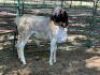 1X PERSIE RAM - LAMB (VAT) LEPHALALE/ELLISRAS (AVAILABLE FOR COLLECTION OR TRANSPORT AVAILBALE FROM PRETORIA) - 3