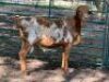 1X PERSIE RAM - LAMB (VAT) LEPHALALE/ELLISRAS (AVAILABLE FOR COLLECTION OR TRANSPORT AVAILBALE FROM PRETORIA) - 2