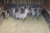 11X WATERBOK V/F:8+3 LIMPOPO RIVER RESORT (Per Piece to take the lot) - 2