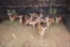 10X ROOIBOK M:1 V/F:9 LEOPARD CAVE SAFARIS (Per Piece to take the lot) - 2