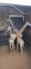 2X KAMEELPERD KLEIN M:2 LEOPARD CAVE SAFARIS (Per Piece to take the lot) - 2