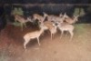 12X ROOIBOK M:1 V/F:11 LEOPARD CAVE SAFARIS (Per Piece to take the lot) - 2