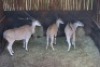 3X ELAND M:1 V/F:2 SWA ZULU (Per Piece to take the lot) - 2