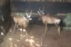 2X ROOIHARTBEES M:2 FUTURE GENETICS GAME BREEDERS (Per Piece to take the lot) - 2