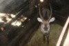 1X WATERBOK M:1 LIMPOPO RIVER RESORT - 2
