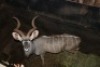 1X KOEDOE M:1 LIMPOPO RIVER RESORT - 2