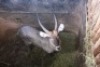 1X WATERBOK M:1 LIMPOPO RIVER RESORT - 2