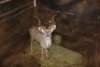 1X KOEDOE M:1 LIMPOPO RIVER RESORT - 2