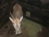 1X ELAND M:1 BOUGASVLEI SAFARIS - 2