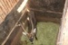1X WATERBOK M:1 SWA ZULU - 2