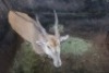 1X ELAND M:1 SWA ZULU - 2