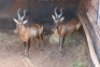 2X ROOIHARTBEES M:2 FUTURE GENETICS GAME BREEDERS (Per Piece to take the lot) - 2
