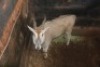 1X ELAND M:1 BOUGASVLEI SAFARIS - 2