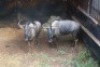 2X BLOUWILDEBEES M:2 BOUGASVLEI SAFARIS (Per Piece to take the lot) - 2