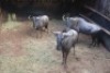 3X BLOUWILDEBEES M:3 SEKGWENG GAME BREEDERS (Per Piece to take the lot) - 2