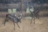 2X SWART ROOIBOK M:2 KWAGGASVLEI BOERDERY (Per Piece to take the lot) - 2