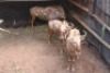 3X GOUE WILDEBEES M:3 SEKGWENG GAME BREEDERS (Per Piece to take the lot) - 2