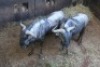 2X BLOUWILDEBEES M:2 SWA ZULU (Per Piece to take the lot) - 2