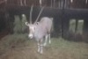 1X GOUE GEMSBOK M:1 SWA ZULU - 2