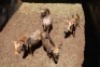 2X KONINGS WILDEBEES V/F:2 TRICHARDT BROERS (Per Piece to take the lot) - 2