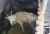1X ELAND M:1 BOUGASVLEI SAFARIS - 2