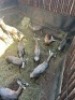 11X BLESBOK V/F:11 STONE SAFARIS (Per Piece to take the lot) - 2