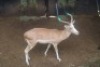 1X WHITE FLANK M:1 KWAGGASVLEI BOERDERY - 2