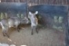 2X WATERBOK V/F:2 SWA ZULU (Per Piece to take the lot) - 2