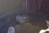 X GEMSBOK M:1 NAZARDI BOERDERY - 2