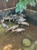 13X BLESBOK M:13 STONE SAFARIS (Per Piece to take the lot) - 2