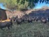 13X BLESBOK V/F:13 STONE SAFARIS (Per Piece to take the lot) - 2