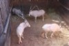 3X GOUE GEMSBOK M:3 NAZARDI BOERDERY (Per Piece to take the lot) - 2