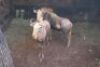 1X KONINGS WILDEBEES M:1 ANELBRIE - 2