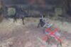 2X SWART ROOIBOK M:2 NAZARDI BOERDERY (Per Piece to take the lot) - 2