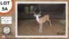 1X ROOIBOK M:1 SEKGWENG GAME BREEDERS