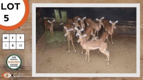10X ROOIBOK M:1 V/F:9 LEOPARD CAVE SAFARIS (Per Piece to take the lot)
