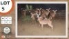 10X ROOIBOK M:1 V/F:9 LEOPARD CAVE SAFARIS (Per Piece to take the lot)