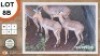 2X ROOIBOK Kleiner M:2 SWA ZULU (Per Piece to take the lot)